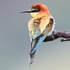 Exkursionen zur Fauna Österreichs 2026 icon