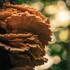 Mushrooms of Salem and Roanoke, Virginia icon