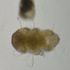 Tardigrades of the Cariboo-Chilcotin icon