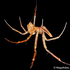 Filogenômica Aracnídeos Caatinga icon
