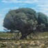 Northern Cape Wild Olive Project icon