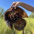 Horseshoe Crabs of the MS Coast icon