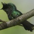 Animals and plants in Dominica icon