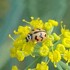 Summer Ecology and Biodiversity 2026 : Uttar Pradesh–NCT of Delhi icon