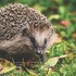 Projet Hérissons de la Vallée de la Bièvre icon