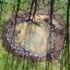 Teesbank Pond icon
