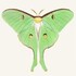 Moths of South Carolina by County icon