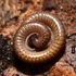 Myriapods of Southwest Pennsylvania icon