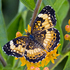 Butterflies of Coles County (2026) icon