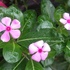 Rainy Season Biodiversity 2026: Uttar Pradesh &amp; NCT of Delhi icon
