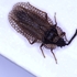 Hemiptera of Berlin icon
