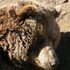 Aragóndex - Guia de Biodiversidad de Aragón icon