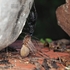 Hosts of Spider Wasp (Hymenoptera: Pompilidae) from Karnataka icon