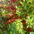 Greening Waipara: Flowers,Berries,Seedlings &amp; Fauna icon