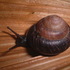 Gastropods in Japan icon