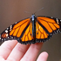 2026 EFTA-MJV Monarch &amp; Habitat Monitoring on Military Lands icon
