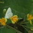 Butterfly Biodiversity Documentation of Uttar Pradesh and NCT of Delhi. icon