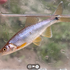 Fishes of Brazos County icon