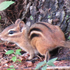 Ohio Metro Parks BioBlitz icon