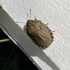 Heteroptera (True Bugs) of Slovakia icon