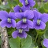 Violets (Violaceae) of the Quad Cities Region icon