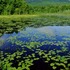 Gay Kimball Library Troy, NH BioBlitz icon