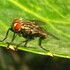 Flies (Diptera) of Uttar Pradesh and NCT of Delhi icon