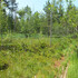 Exkursion Hochmoor Rotmoos (Wolfertswil) icon