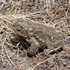Amphibiens de l'Hérault icon