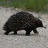 Mammals of Kingston icon