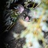 Mammals of Prospect icon