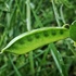 Iberian Fabaceae icon