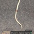Vertebrate Roadkills in Nigeria icon
