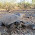 Tortugas del Desierto (Gopherus) MX icon