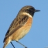 Birds of Algarve icon