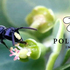 Pollinators in Paradise icon