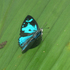 Butterflies of Cambodia icon