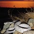 Serpientes de Cascabel en México icon