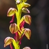 Algarve Wild Orchids icon