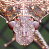 CNY Arthropoda icon