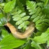 Banana Slug Ranges - California Coast icon