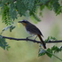 Birds of Bloemfontein icon