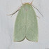 Moths of Algarve icon