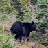 Mammal Megafauna of the Olympic Peninsula icon