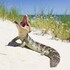 Herpetofauna of Greater Perth icon