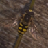 Hoverflies (Syrphidae) of Wales icon