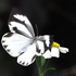 台灣蝴蝶閃電調查 (Butterfly blitz) icon