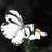 台灣蝴蝶閃電調查 (Butterfly blitz) icon