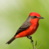 Biodiversidad de Azul icon