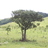 Trees of southern Africa (ID) icon